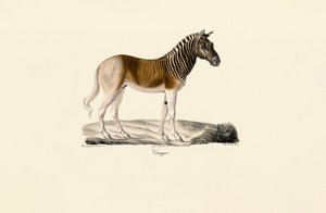 Quagga de Jacques Christophe Werner