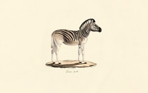 Quagga, fêmea de Jacques Christophe Werner