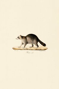 Guaxinim (macho) de Jacques Christophe Werner