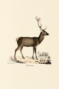 Cervo Vermelho de Jacques Christophe Werner