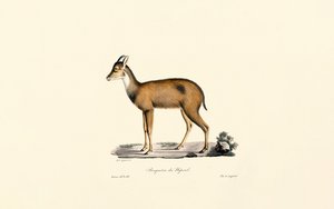 Mergulhador da Floresta Vermelha de Jacques Christophe Werner