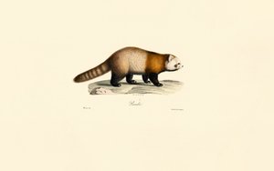 Panda-vermelho (Ailurus fulgens) de Jacques Christophe Werner