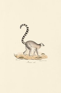 Lémure de cauda anelada Macho de Jacques Christophe Werner