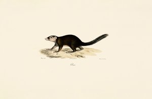 Vontsira-de-cauda-anelada de Jacques Christophe Werner