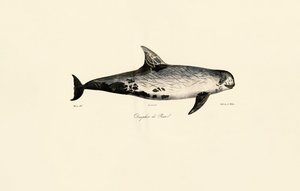 Golfinho de Risso de Jacques Christophe Werner