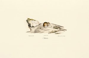Jird de Shaw (Mérion)
