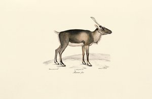 Veado almiscarado da Sibéria (Moschus moschiferus) de Jacques Christophe Werner