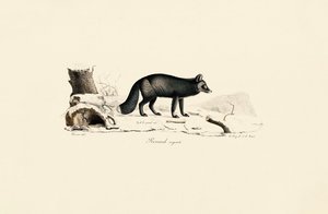 Raposa de prata de Jacques Christophe Werner