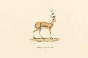 Gazela de chifres finos, fêmea de Jacques Christophe Werner
