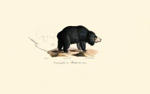 Urso-preguiça (Velho Urso Malabarista) de Jacques Christophe Werner