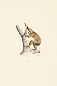 Lento Loris de Jacques Christophe Werner