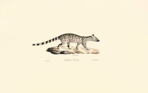 Geneta de manchas pequenas de Jacques Christophe Werner