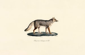 Raposa da América do Sul de Jacques Christophe Werner