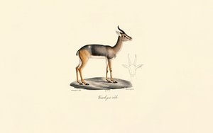 Reedbuck do Sul (Révebi Antelope, Macho)