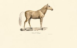Cavalo espanhol de Jacques Christophe Werner