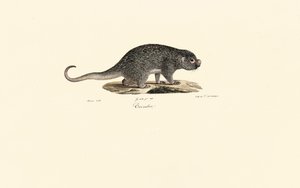 Ratazana de Jacques Christophe Werner