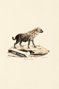 Hiena-pintada de Jacques Christophe Werner