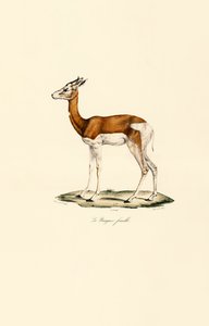 Springbok (Feminino) de Jacques Christophe Werner