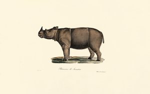 Rinoceronte de Sumatra de Jacques Christophe Werner