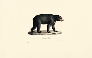 Urso do Sol (Urso da Malásia) de Jacques Christophe Werner