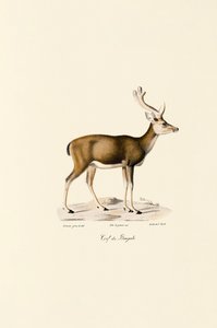 Veado do pântano de Jacques Christophe Werner