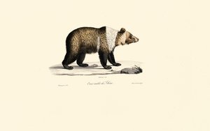 Urso pardo da Síria (Ursus arctos syriacus) de Jacques Christophe Werner