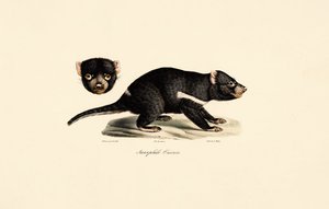 Diabo da Tasmânia de Jacques Christophe Werner
