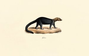 Tayra de Jacques Christophe Werner