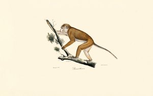 Macaque tibetano de Jacques Christophe Werner