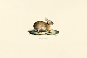 Lebre de Tolai (lebre de pescoço preto) de Jacques Christophe Werner