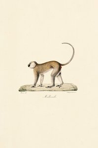 Macaco Vervet (Malbrouck) de Jacques Christophe Werner