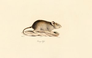 Rato Vlei de Jacques Christophe Werner
