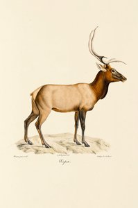 Wapiti de Jacques Christophe Werner