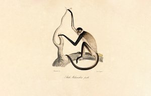 Macaco-aranha de barriga branca (Fêmea) de Jacques Christophe Werner