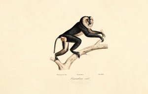 Mangabeu de colarinho branco (macho) de Jacques Christophe Werner