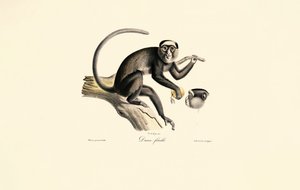 Macaco-aranha-de-testa-branca (Diane femelle) de Jacques Christophe Werner