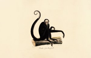 Macaco-aranha-de-testa-branca (Fêmea) de Jacques Christophe Werner