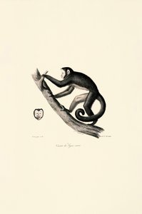 Macaco-aranha-de-testa-branca de Jacques Christophe Werner