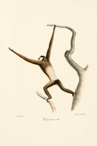 Gibão-de-mãos-brancas (Hylobates lar) de Jacques Christophe Werner