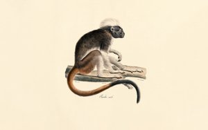 Macaco Colobus vermelho de cabeça branca de Jacques Christophe Werner