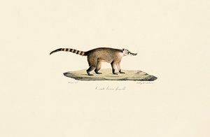 Coati de nariz branco (fêmea) de Jacques Christophe Werner
