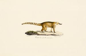 Coati de nariz branco (fêmea, variante mais clara) de Jacques Christophe Werner