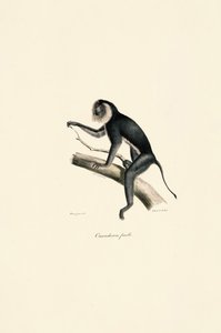Saguim-de-cabeça-branca (fêmea) de Jacques Christophe Werner
