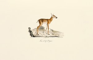 Veado-de-cauda-branca - Fêmea de Jacques Christophe Werner
