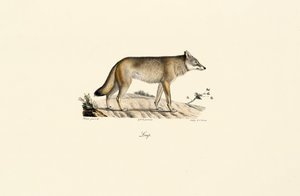 Lobo (Canis lupus) de Jacques Christophe Werner