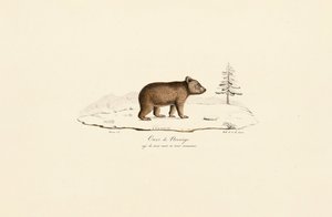 Jovem urso castanho da Noruega de Jacques Christophe Werner