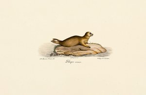 Jovem foca do porto de Jacques Christophe Werner
