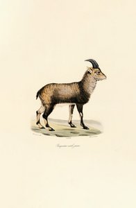 Ibex alpino macho jovem de Jacques Christophe Werner