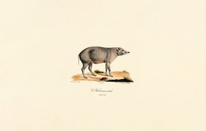 Babirusa macho jovem de Jacques Christophe Werner