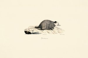 Jovem gambá de Jacques Christophe Werner